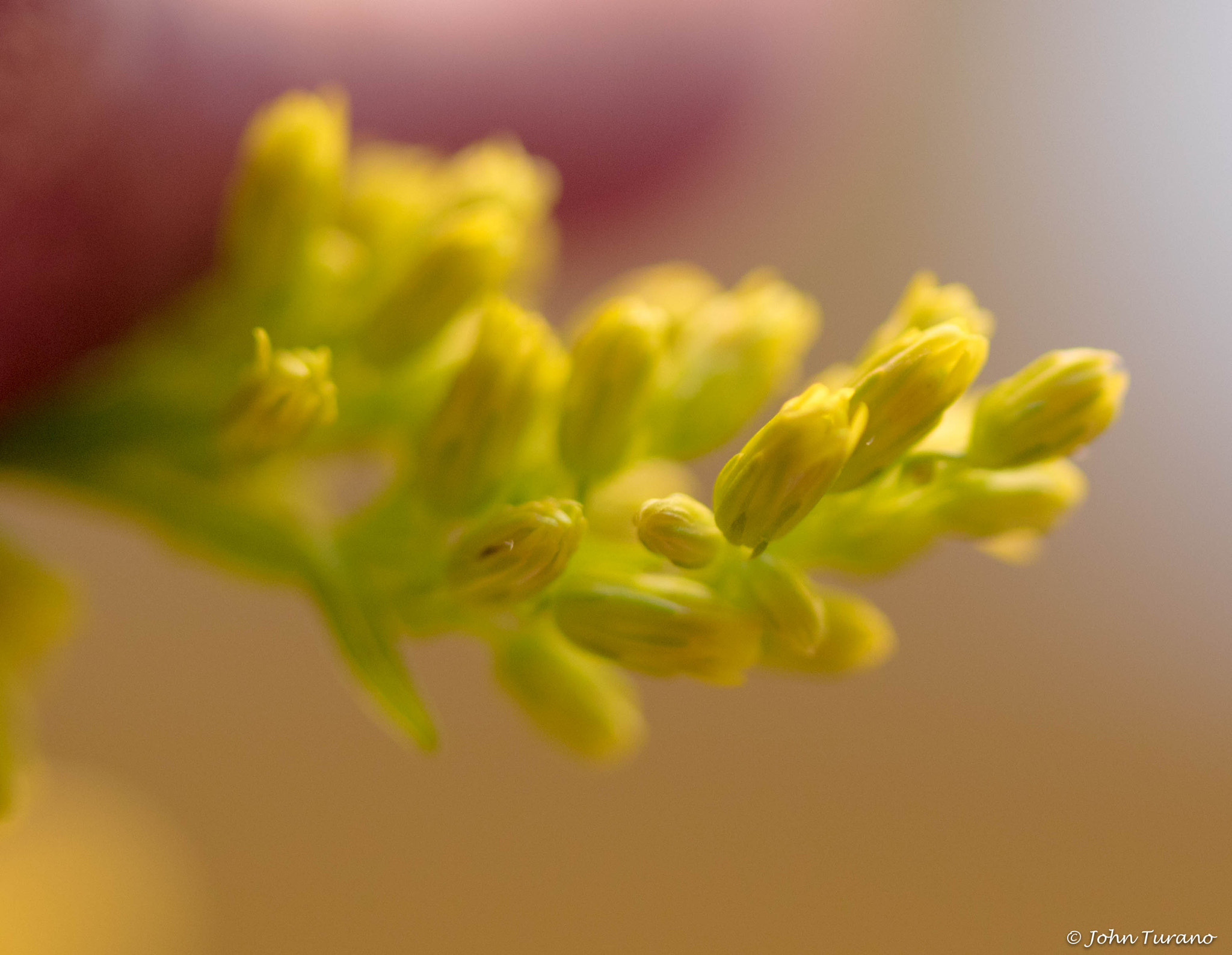Canon EF-S 60mm F2.8 Macro USM sample photo. About to open photography