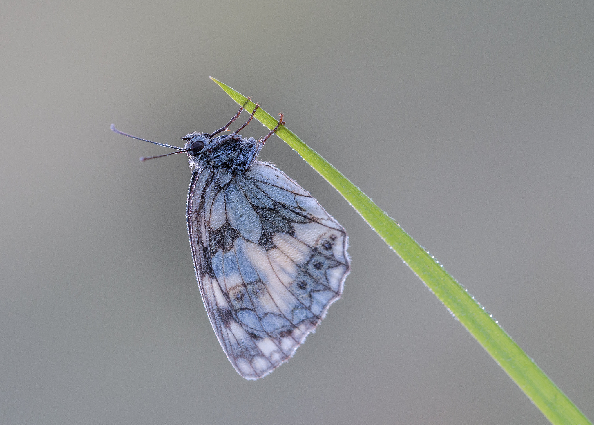 Sigma 150mm F2.8 EX DG OS Macro HSM sample photo. Melanargia galathea photography