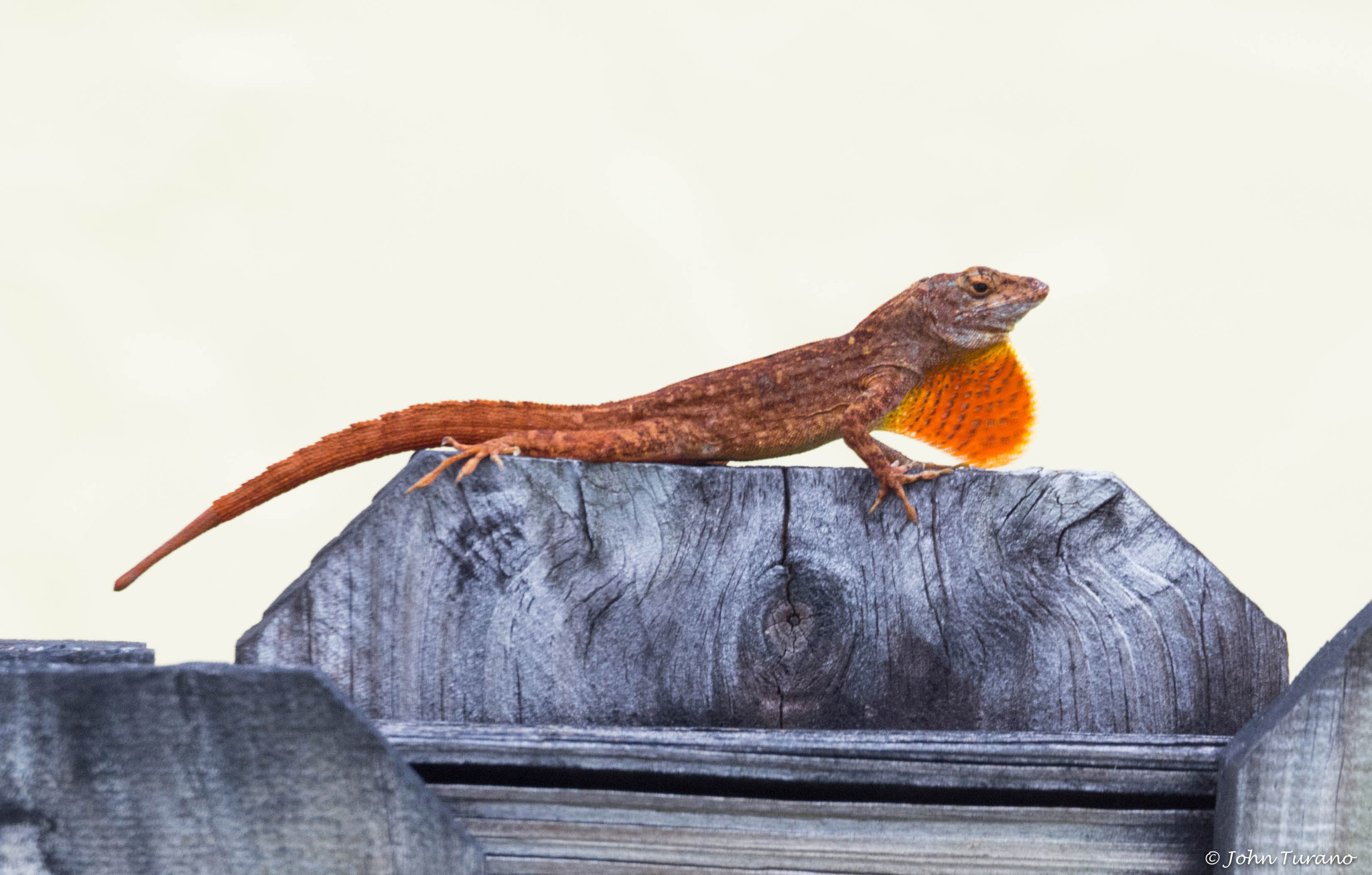 Olympus OM-D E-M10 sample photo. After the molting photography