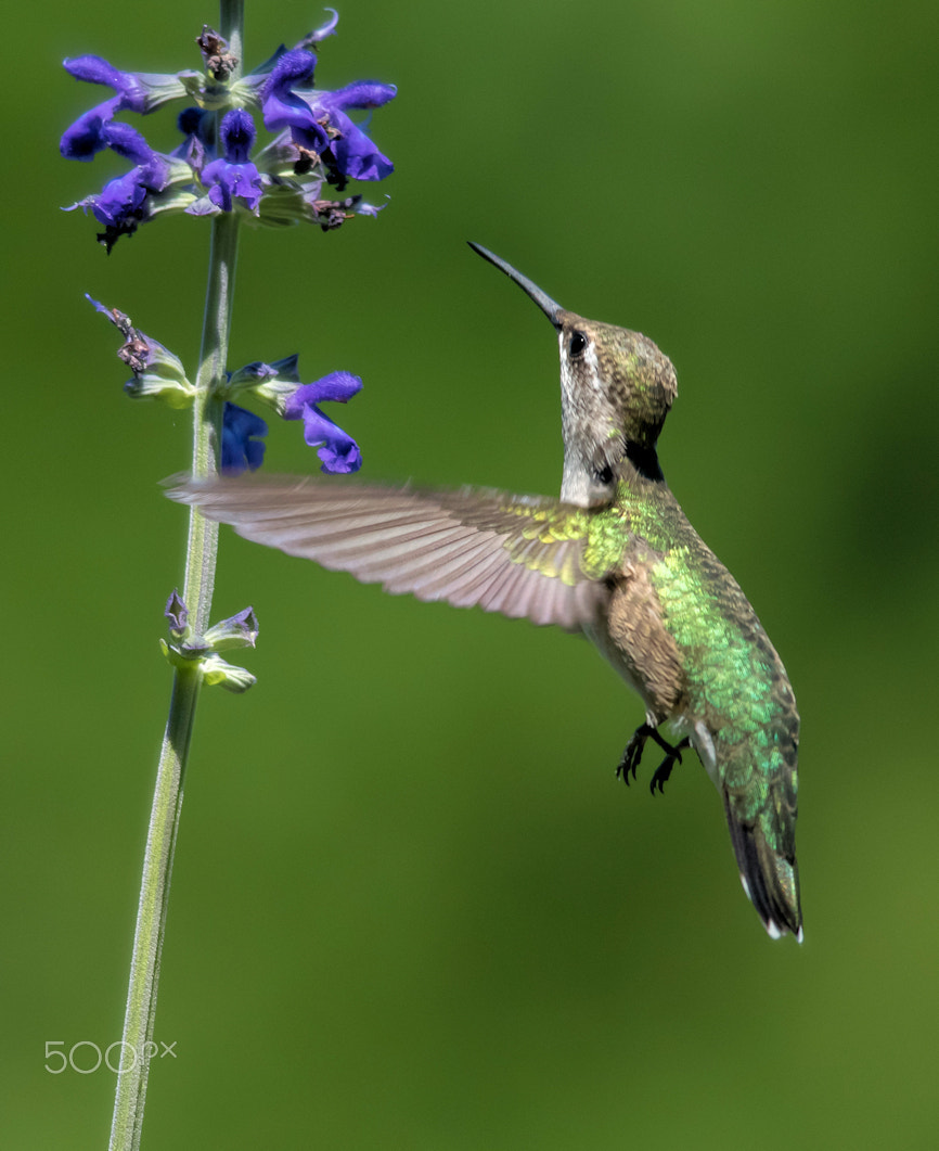 Nikon D810 + Nikon AF-S Nikkor 300mm F4D ED-IF sample photo. Ruby throated hummingbird photography