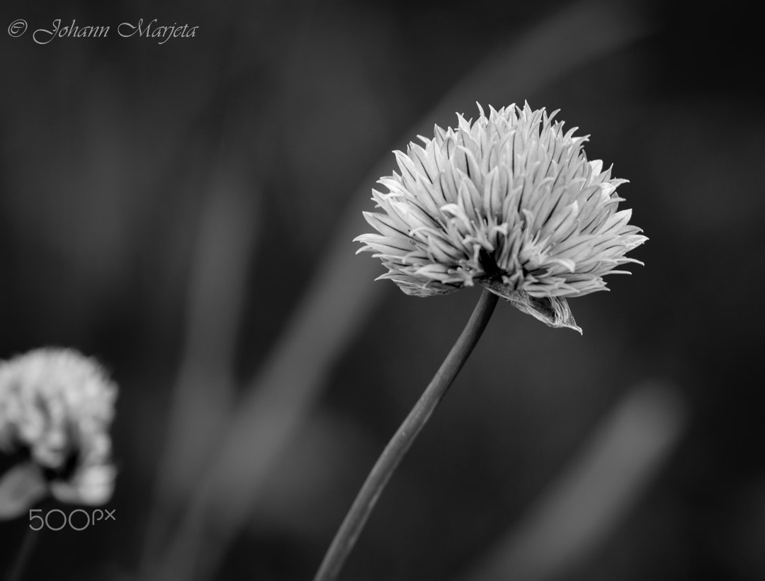Tamron SP 70-200mm F2.8 Di VC USD sample photo. Simply a flower photography