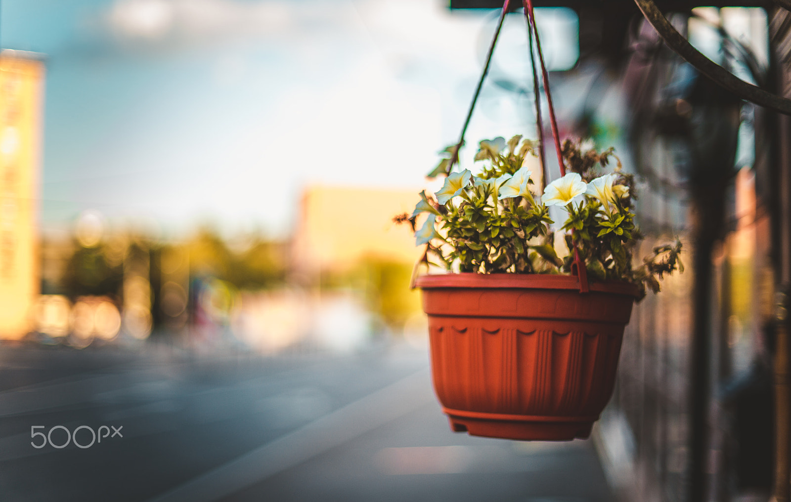 Sony a7R II + Sony 50mm F1.4 sample photo. Flowers photography