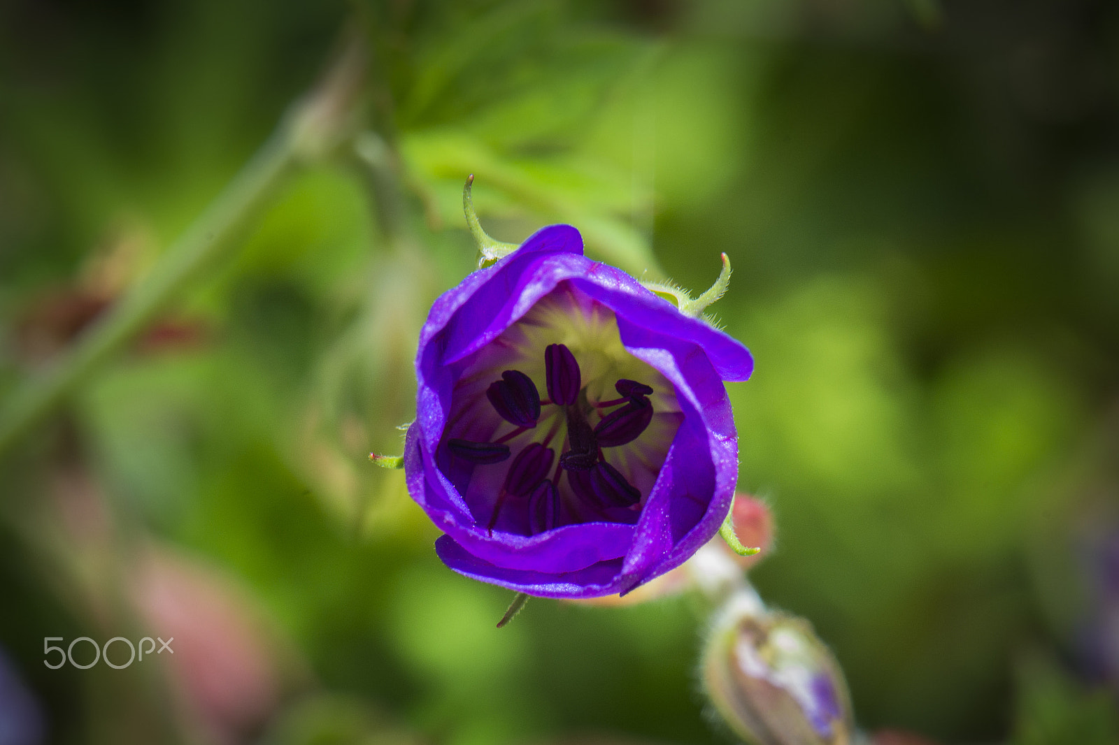 Nikon AF-S DX Micro-Nikkor 85mm F3.5G ED VR sample photo. Cacodemon photography
