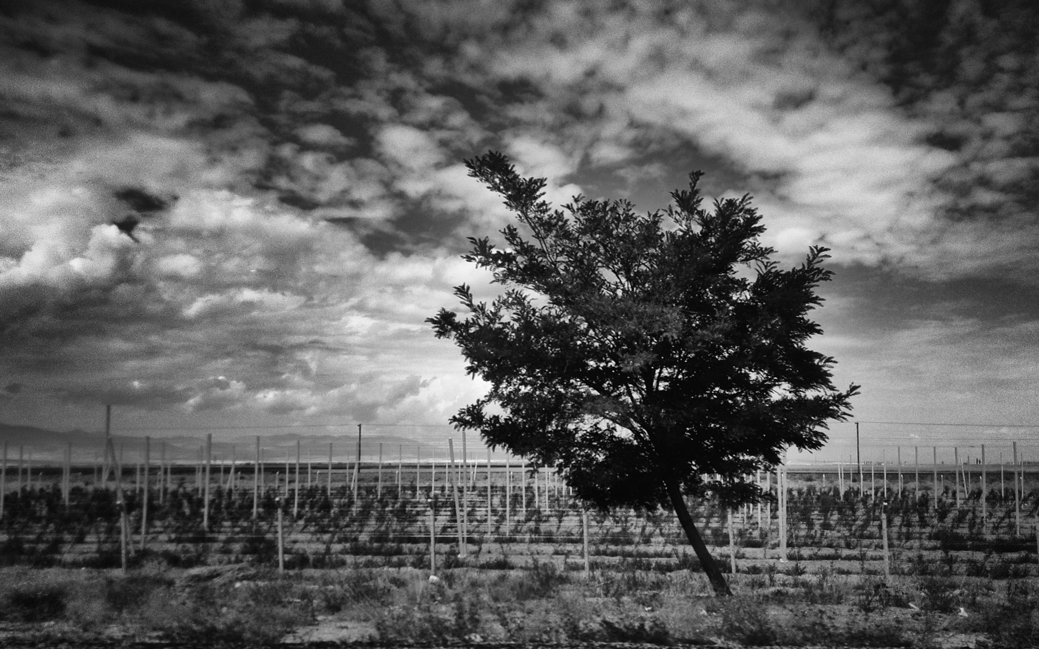 HUAWEI P6-U06 sample photo. Askew photography