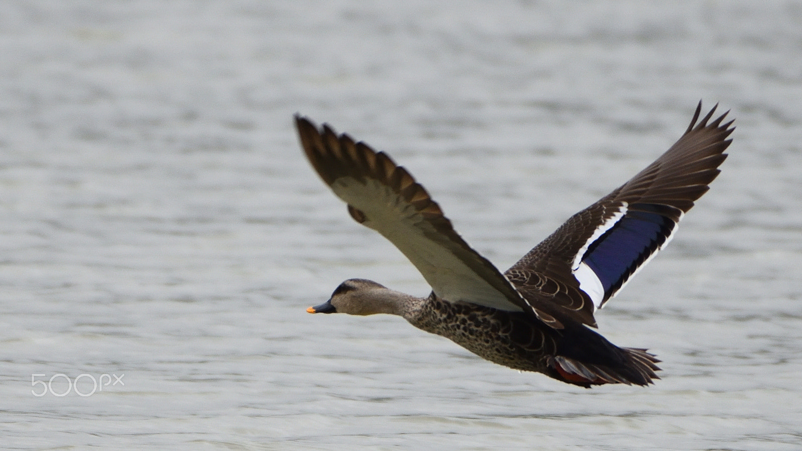 Nikon AF-S Nikkor 200-500mm F5.6E ED VR sample photo. Sa1_8108.jpg photography