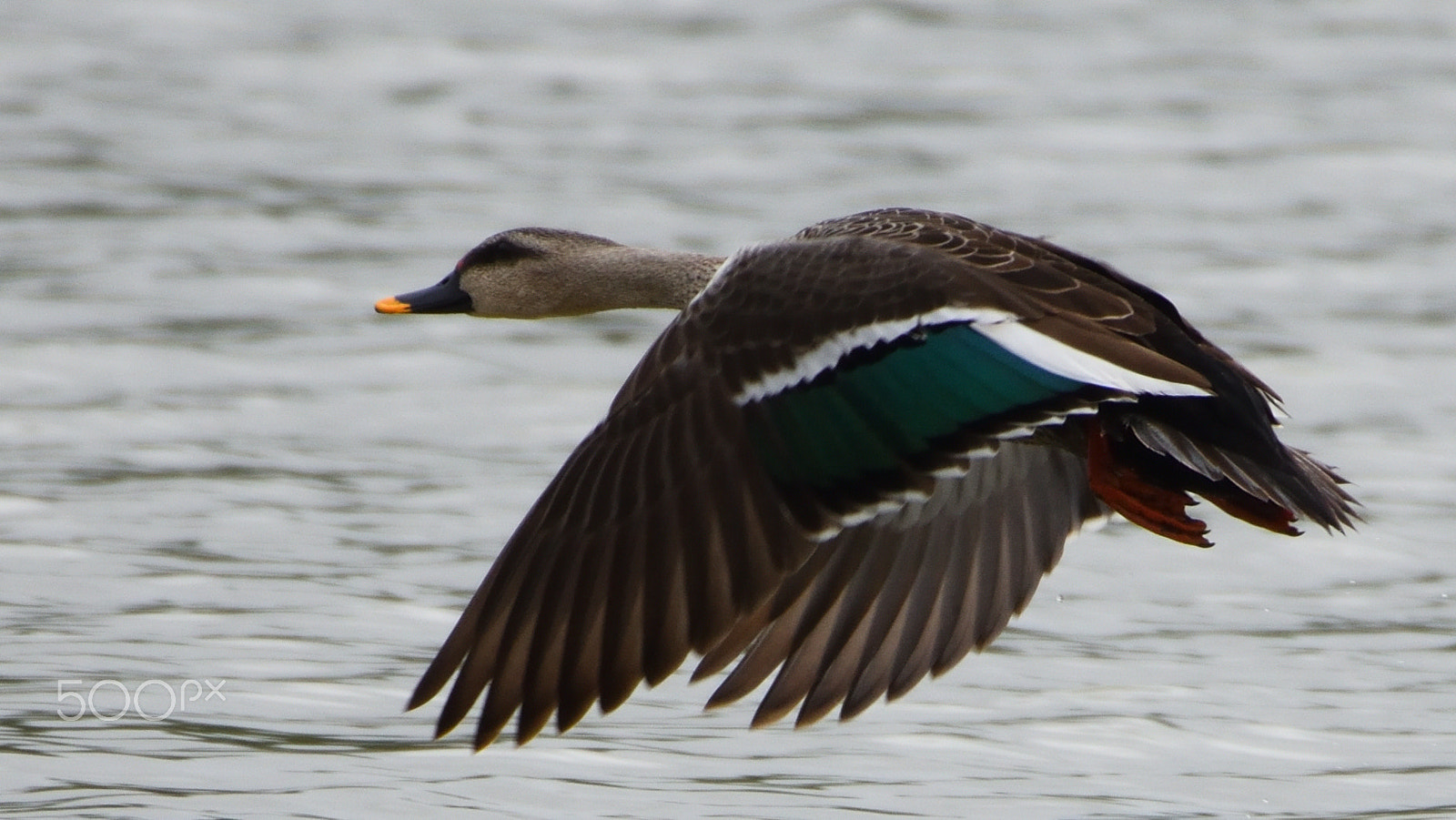 Nikon AF-S Nikkor 200-500mm F5.6E ED VR sample photo. Sa1_8103.jpg photography