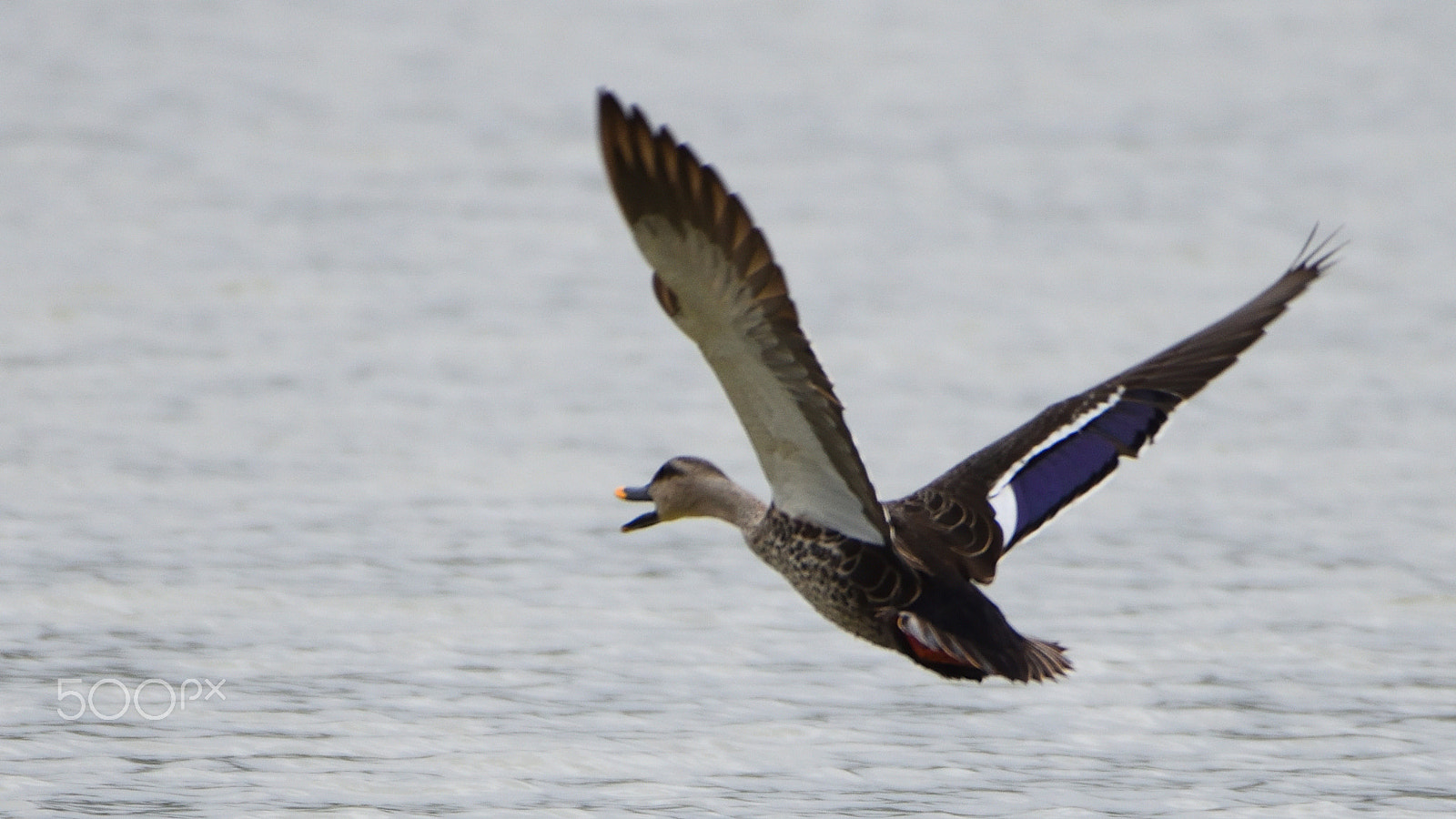 Nikon AF-S Nikkor 200-500mm F5.6E ED VR sample photo. Sa1_8078.jpg photography