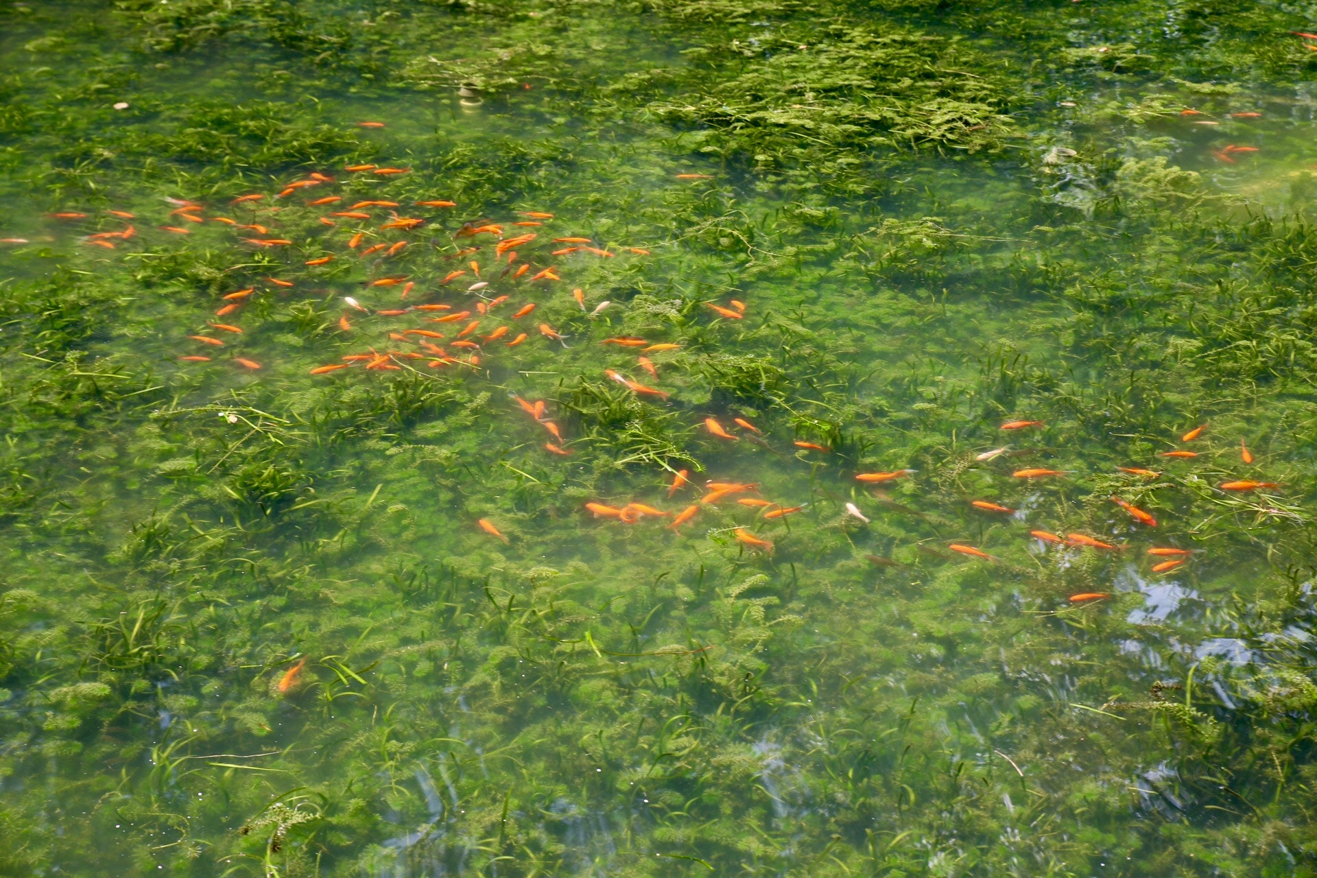 Canon 24-70mm sample photo. Fish in the pool photography