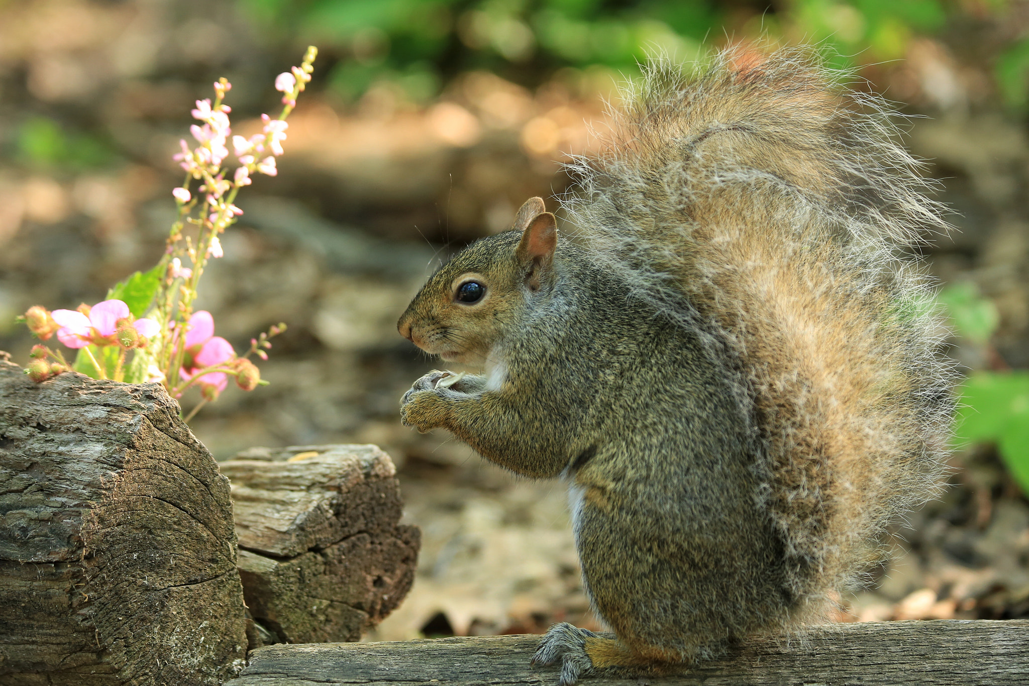 Canon EF 70-300mm F4-5.6 IS USM sample photo