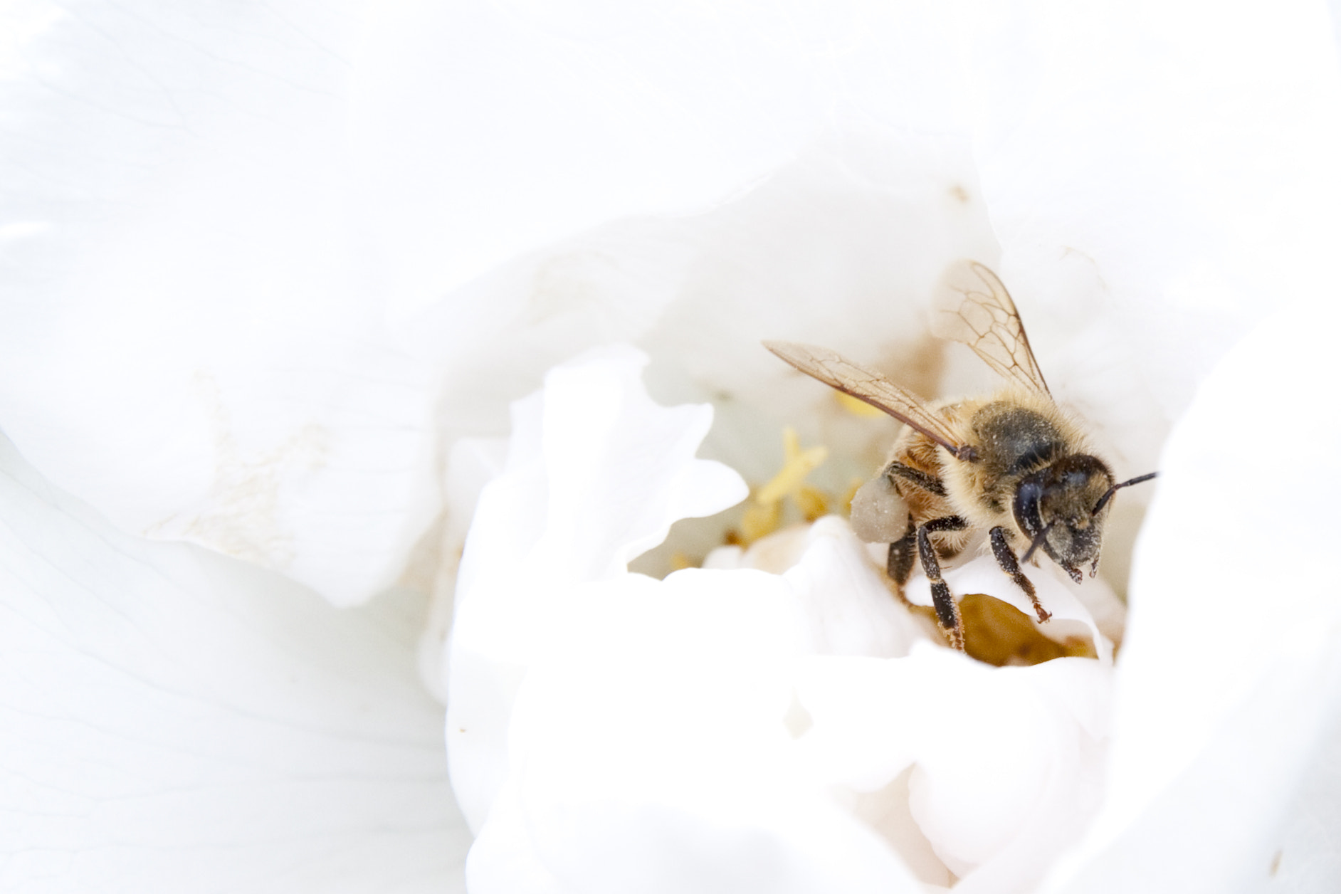 Canon EOS 50D sample photo. Flower and bee photography