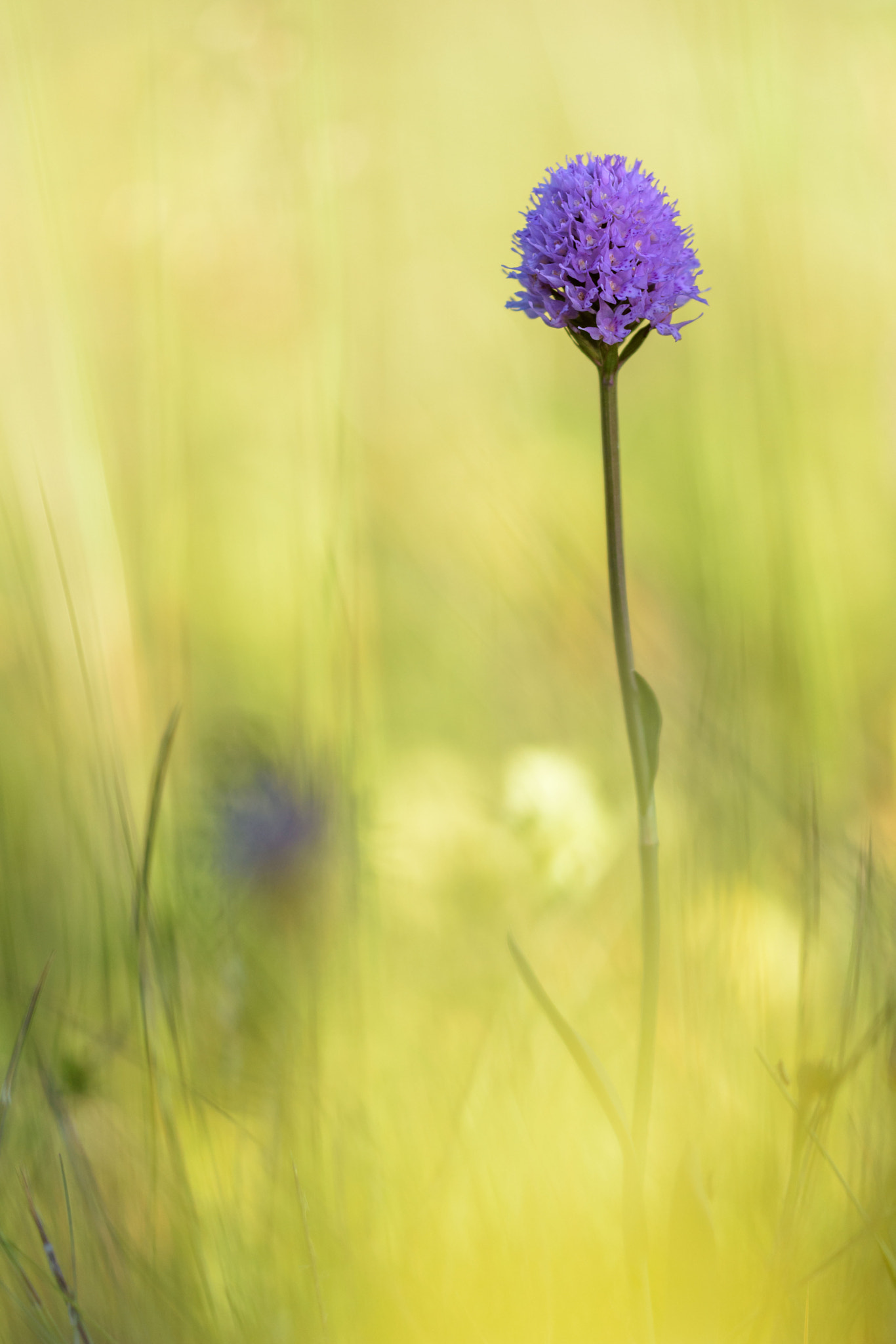 Sigma 150mm F2.8 EX DG Macro HSM sample photo. Traunsteinera globosa photography