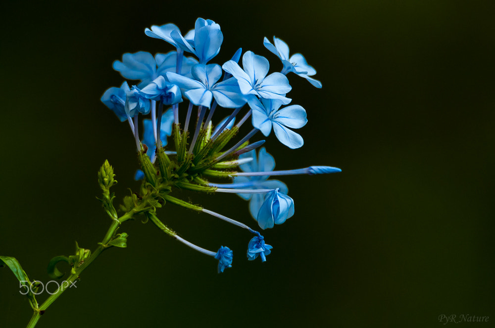 Nikon D300S sample photo. Dos colores photography