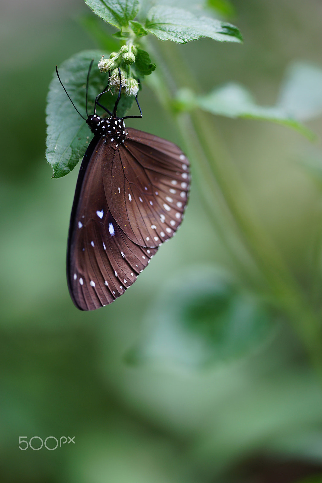Sony a99 II + 150mm F2.8 sample photo. Butterfly at quarry bay, hong kong photography