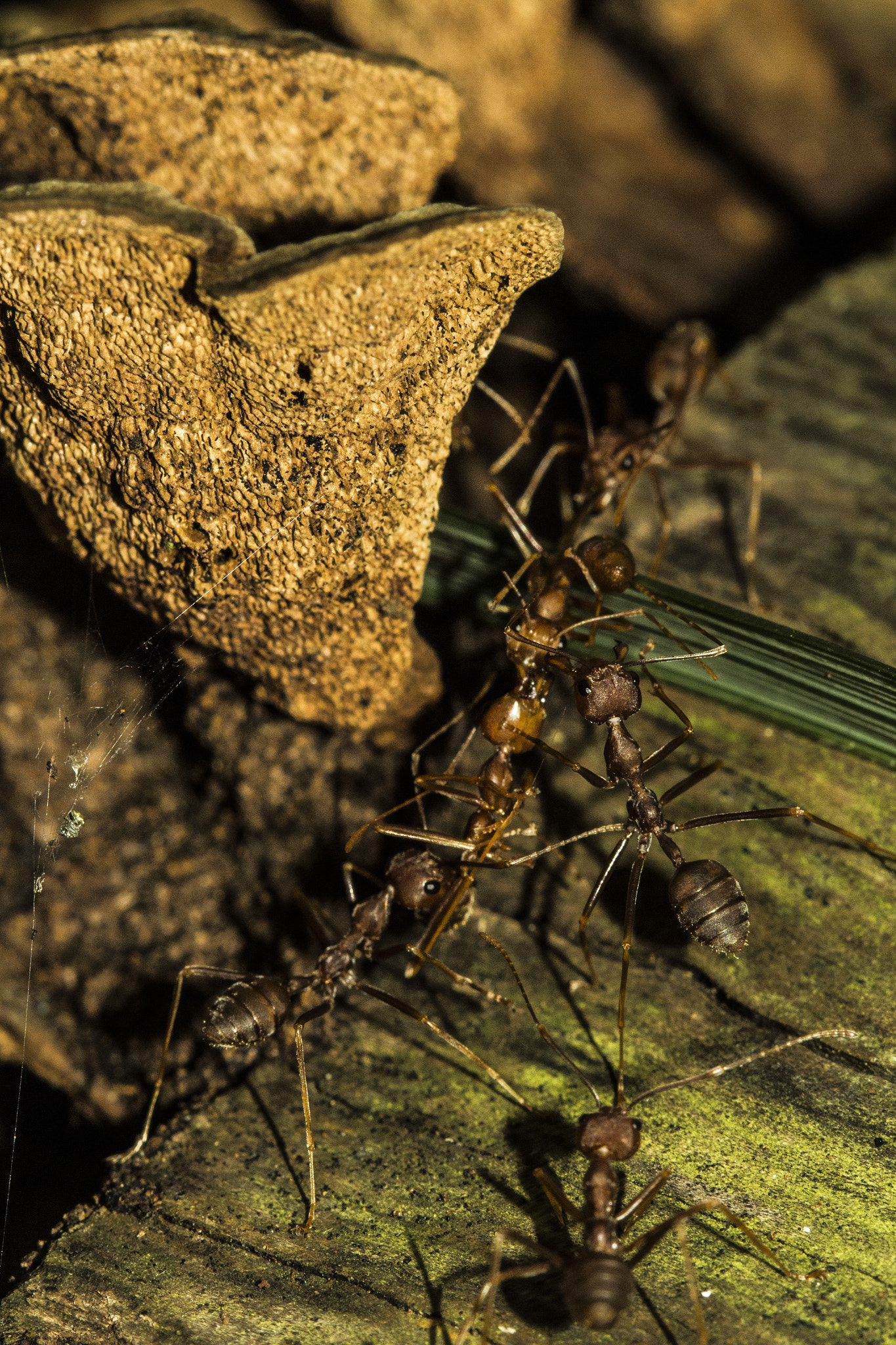 Canon EF 100mm F2.8 Macro USM sample photo. Teamwork photography