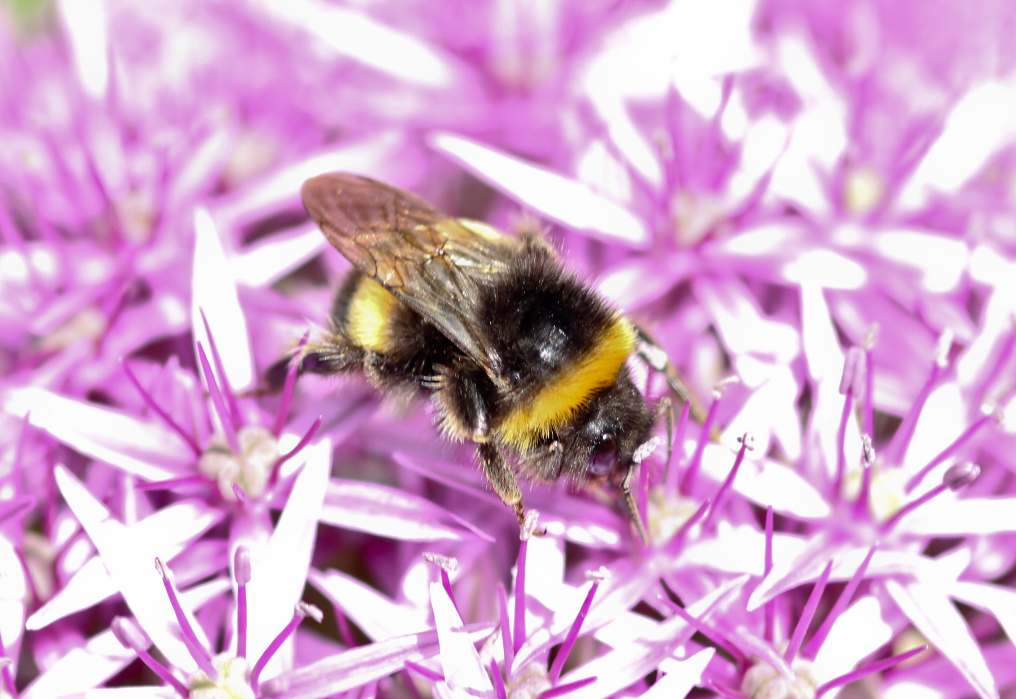 Canon EOS 7D + Sigma 105mm F2.8 EX DG Macro sample photo. Highdown bumble bee photography