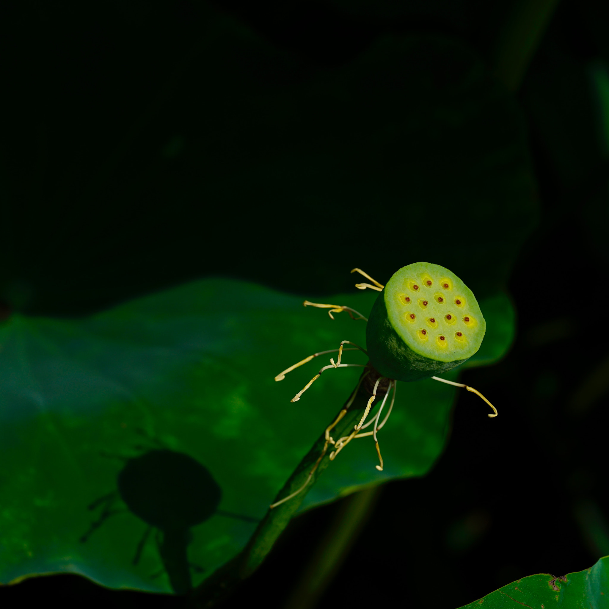 Sony a7 II + Sony FE 90mm F2.8 Macro G OSS sample photo. 實 photography