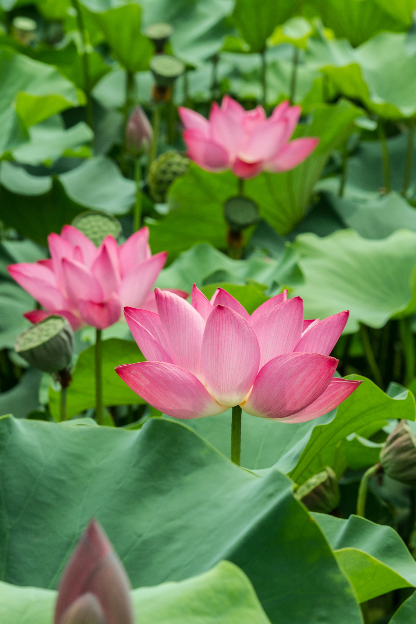 Canon EF-S 55-250mm F4-5.6 IS STM sample photo