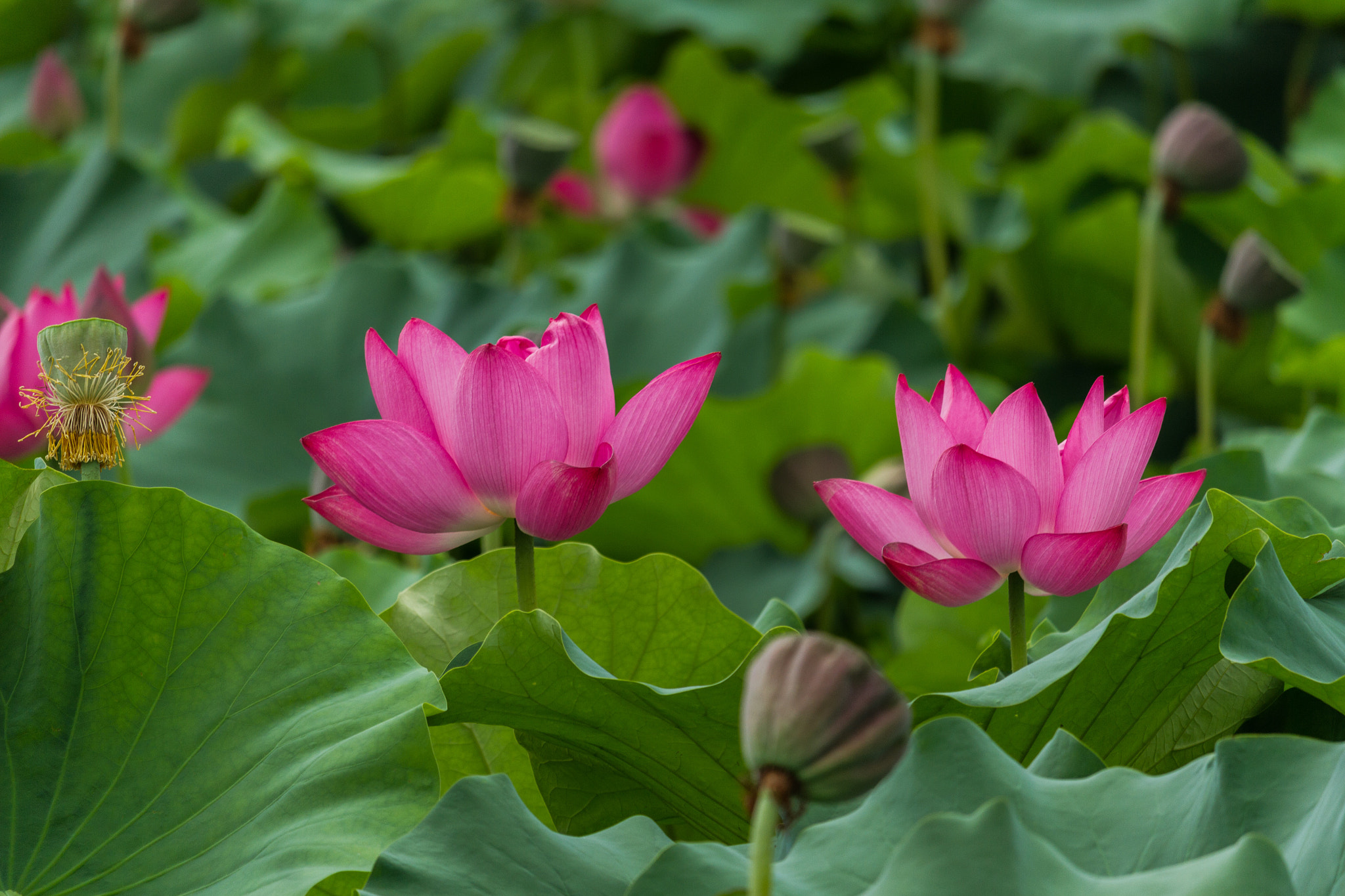 Canon EF-S 55-250mm F4-5.6 IS STM sample photo