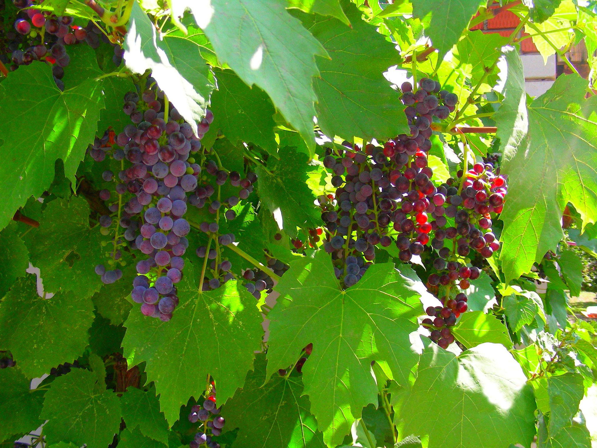 Nikon COOLPIX S4 sample photo. Bunches of grapes. photography