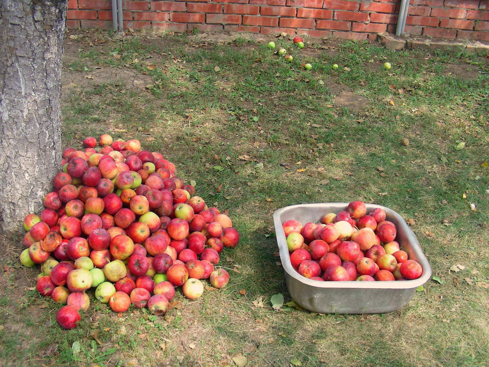 Nikon COOLPIX S4 sample photo. Harvest. photography