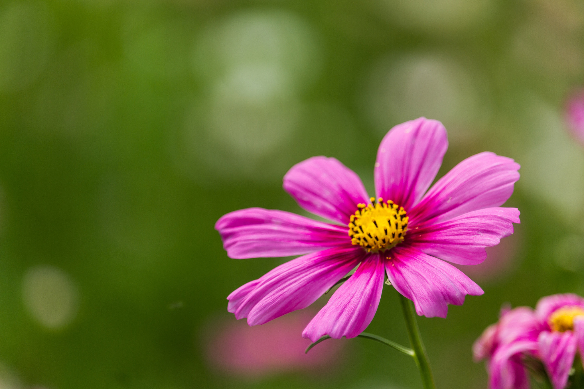 Canon EF-S 55-250mm F4-5.6 IS STM sample photo