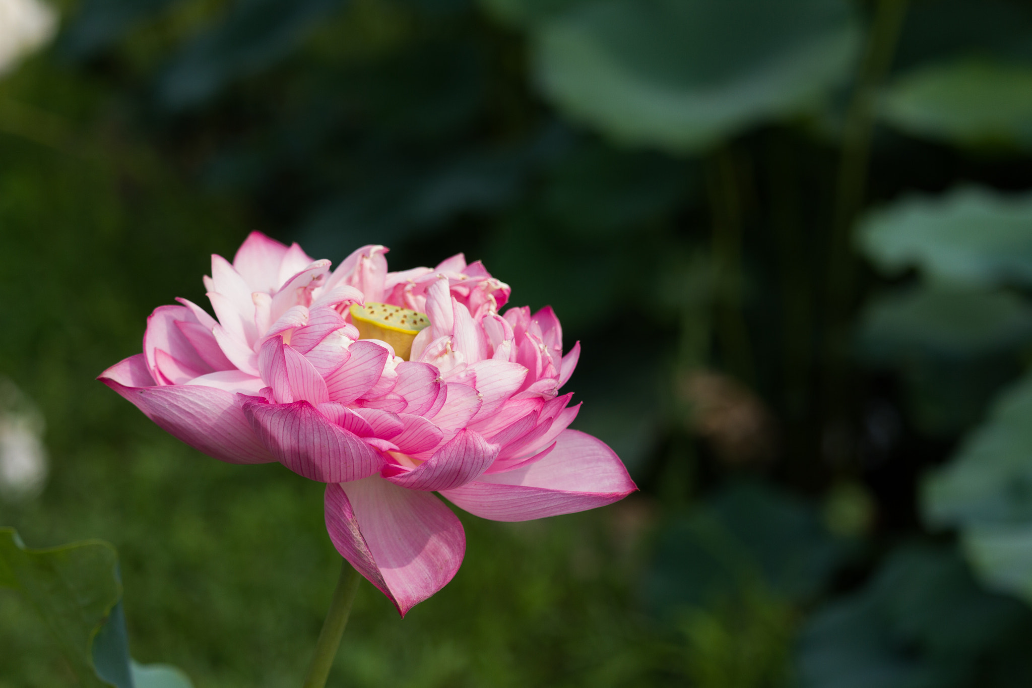 Canon EF-S 55-250mm F4-5.6 IS STM sample photo
