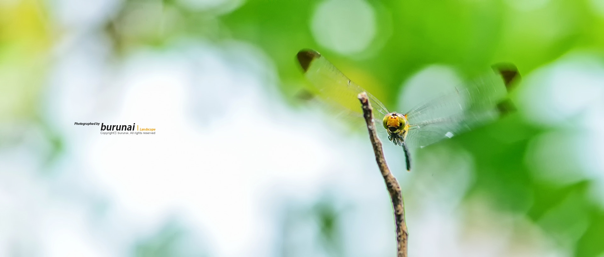 Nikkor 500mm f/4 P ED IF sample photo. Dragonfly photography