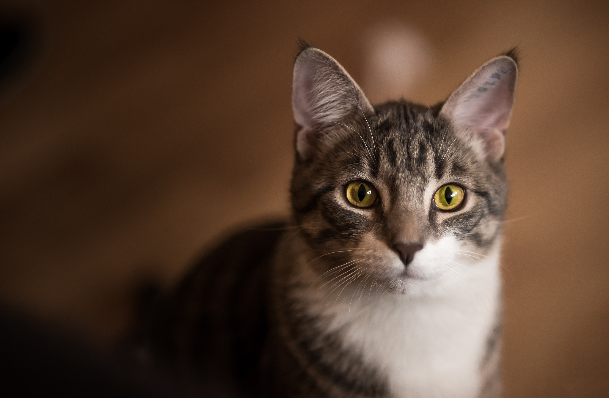 Nikon D750 + AF Nikkor 85mm f/1.8 sample photo. The f-14 "tomcat" photography