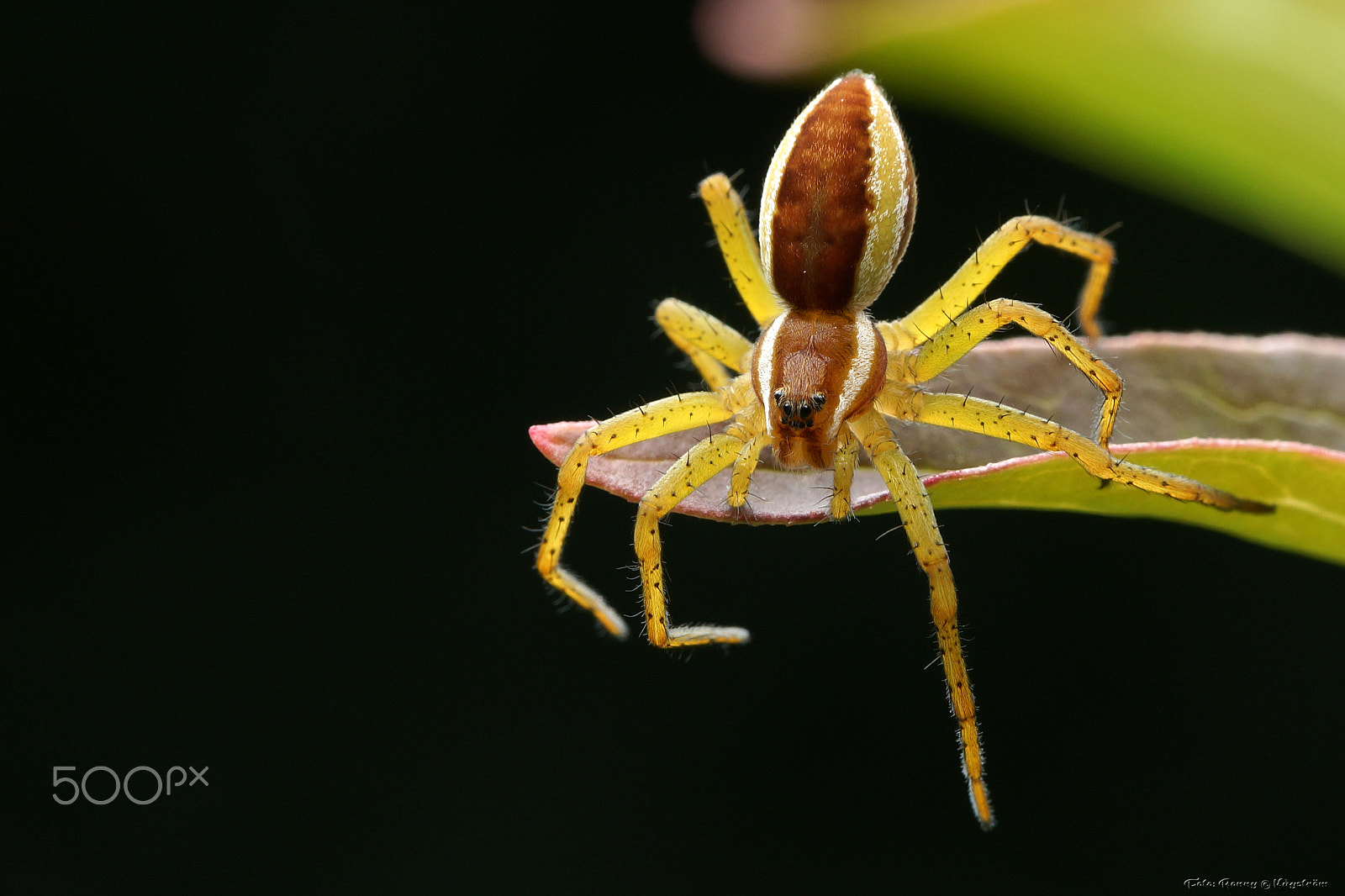 Sony a99 II sample photo. Dolomedes plantarius photography