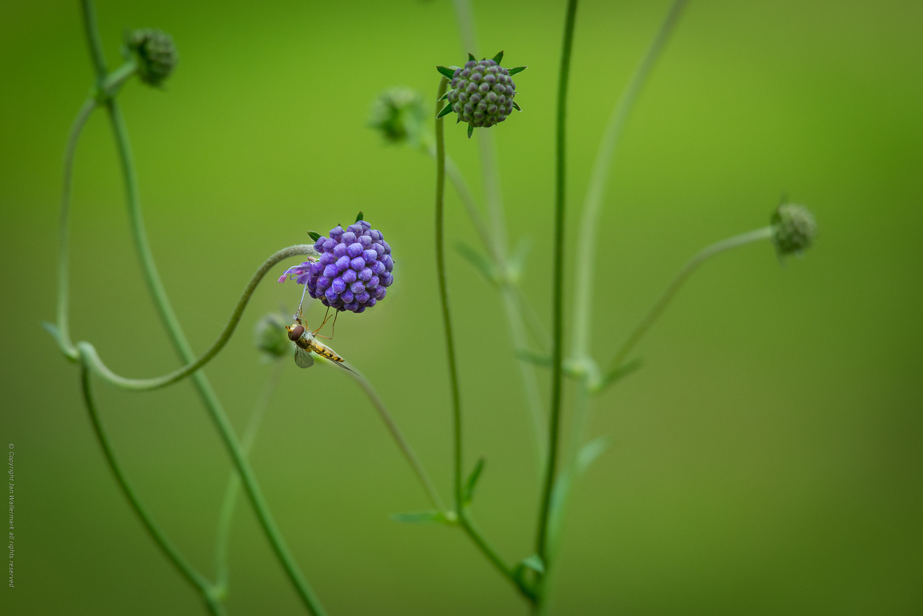 Nikon AF-S Nikkor 400mm F2.8E FL ED VR sample photo. Exploring the garden v photography