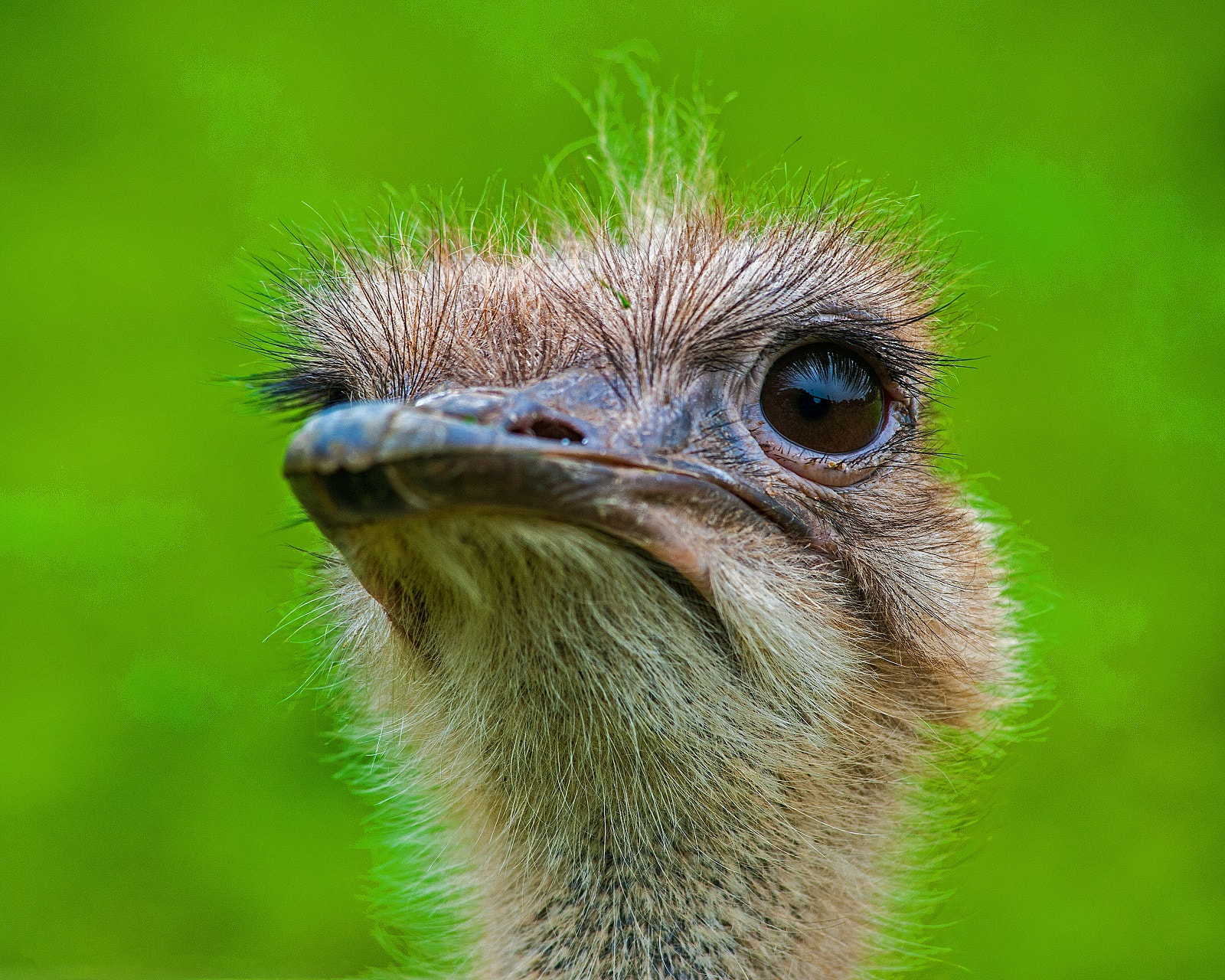 Nikon AF-Nikkor 80-200mm F2.8D ED sample photo. Why the sad face? photography