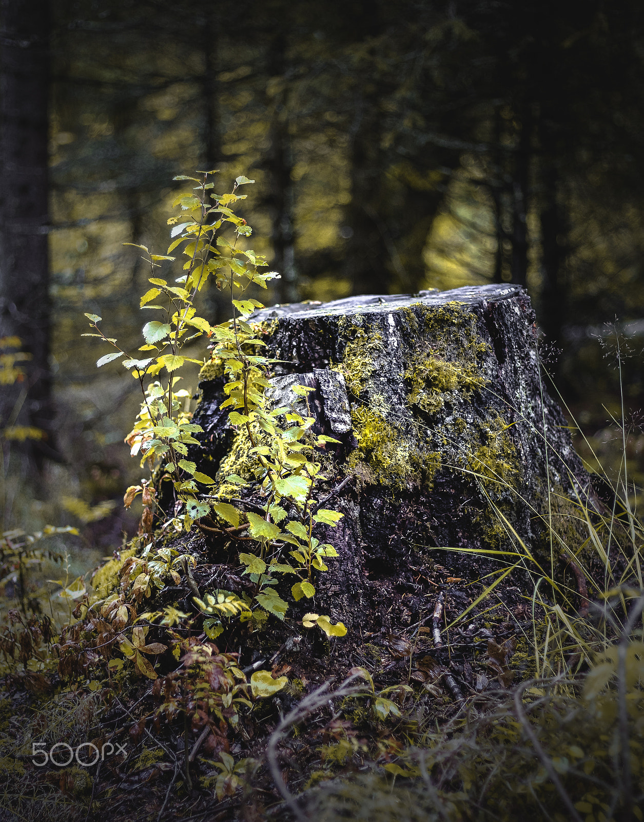Canon EOS 550D (EOS Rebel T2i / EOS Kiss X4) + Canon EF 50mm F1.8 II sample photo. Stump in the forest photography