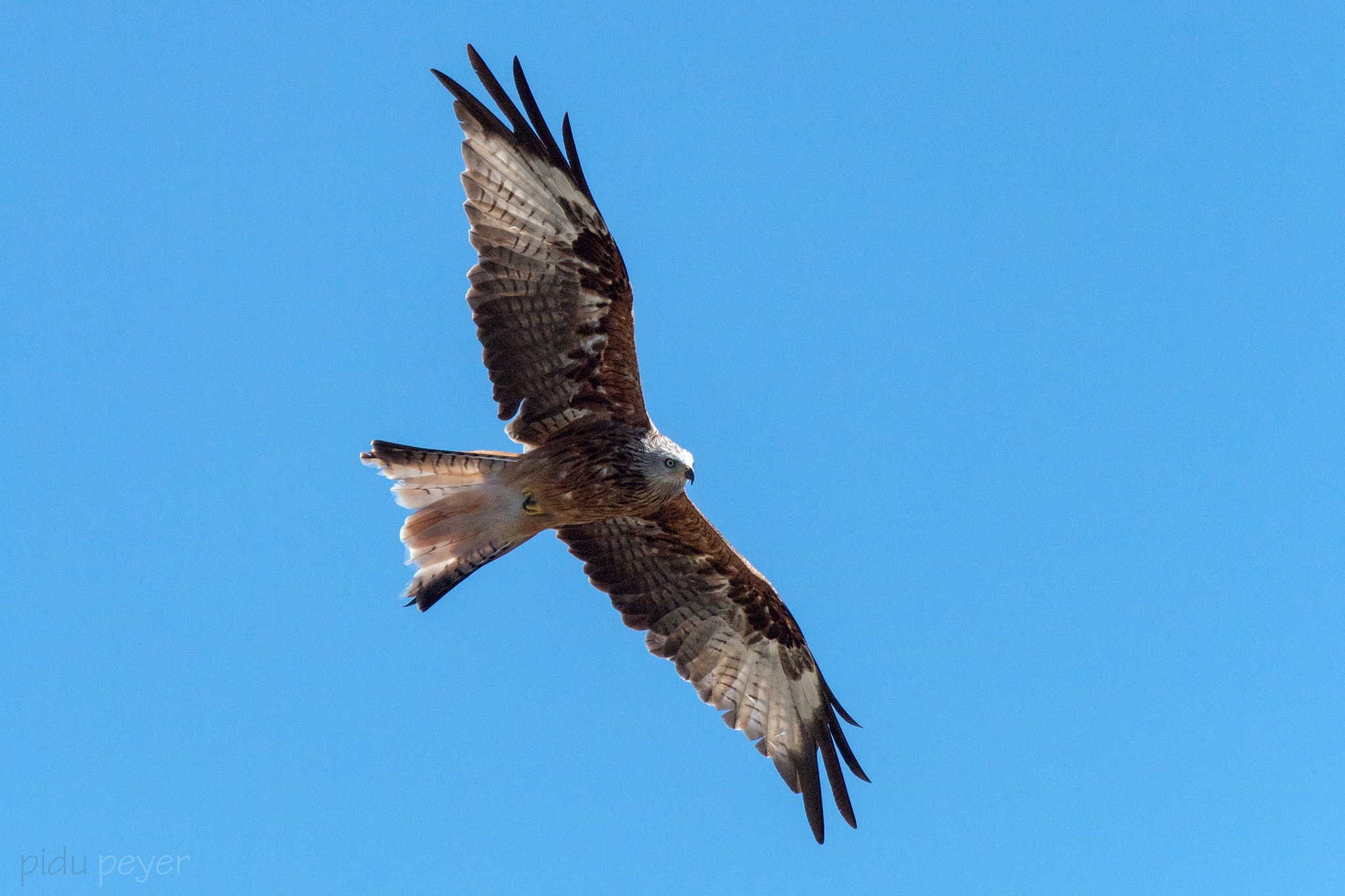 Nikon AF-S Nikkor 200-500mm F5.6E ED VR sample photo. Red kite eye contact - augenkontakt mit rotmilan photography