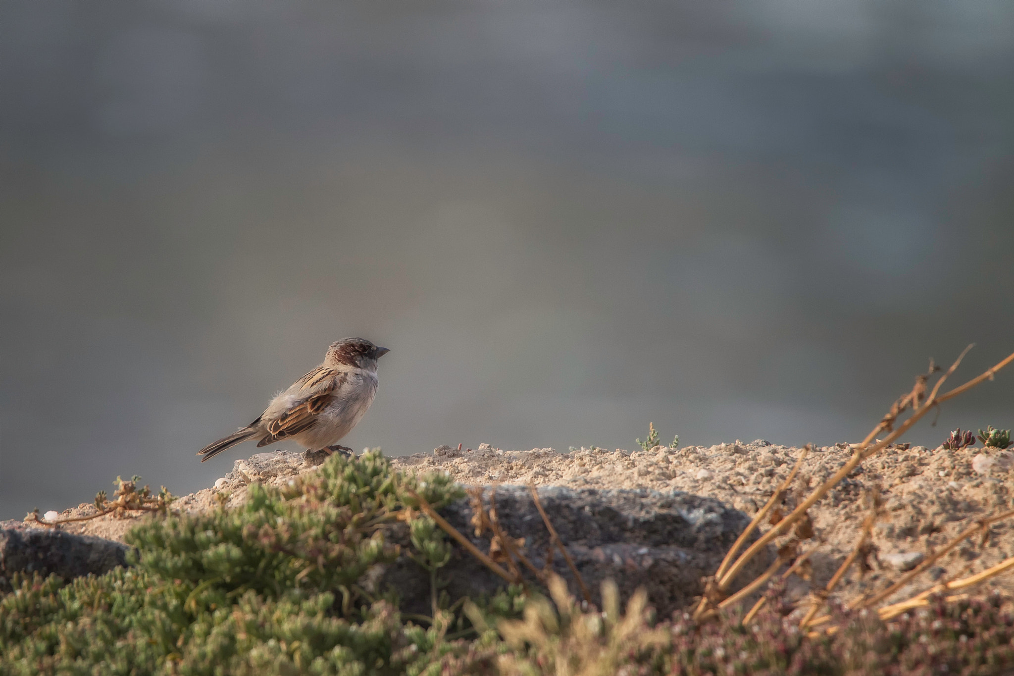 Tamron SP 150-600mm F5-6.3 Di VC USD sample photo. Beauty in nature photography