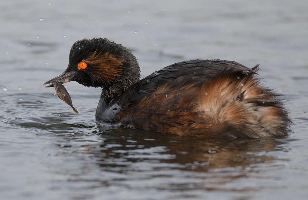 150-600mm F5-6.3 DG OS HSM | Sports 014 sample photo. Geoorde fuut / black-necked grebe photography