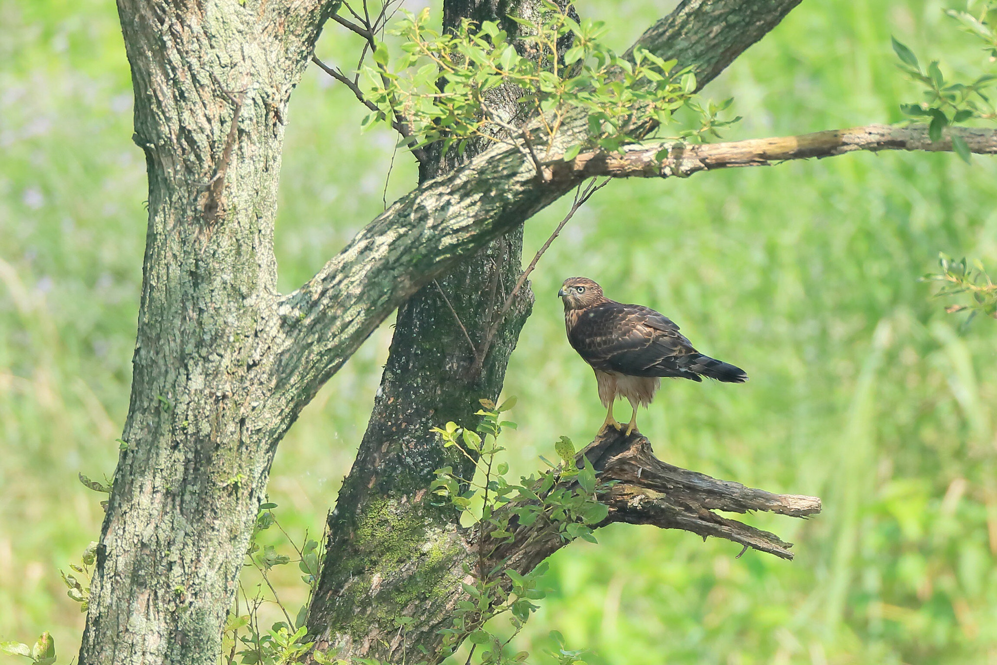 Canon EF 800mm F5.6L IS USM sample photo. オオタカ 退屈− photography