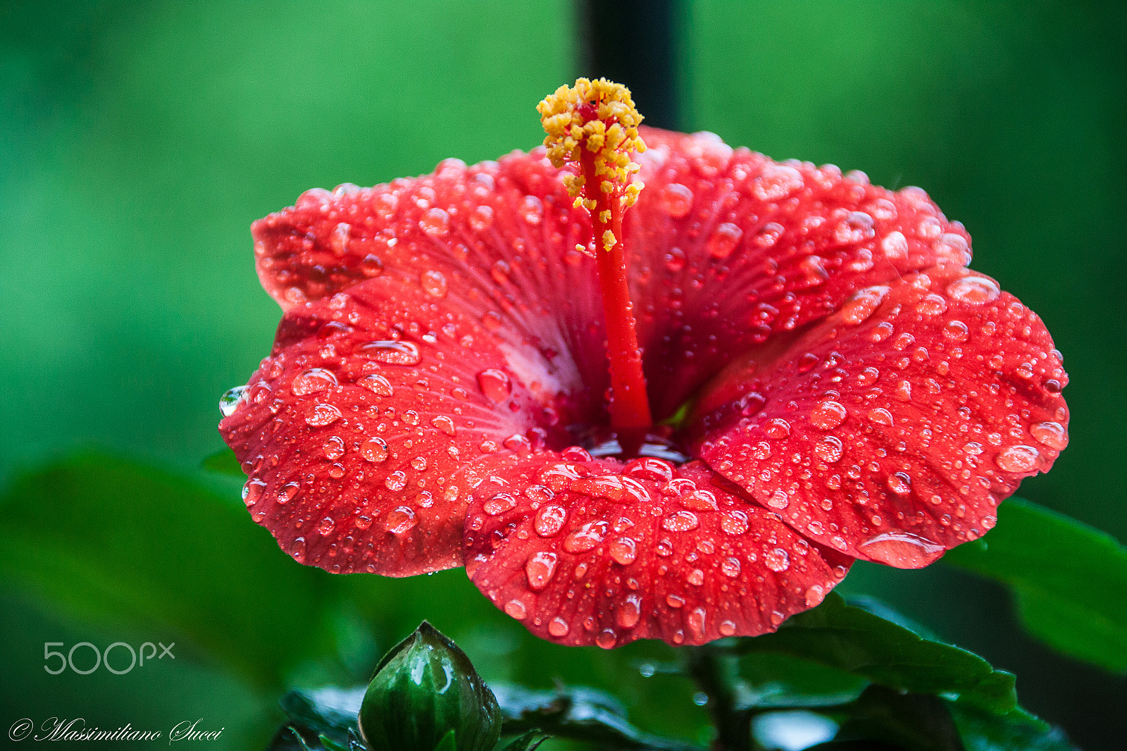 Canon EOS 500D (EOS Rebel T1i / EOS Kiss X3) sample photo. Hibiscus wet from the rain photography