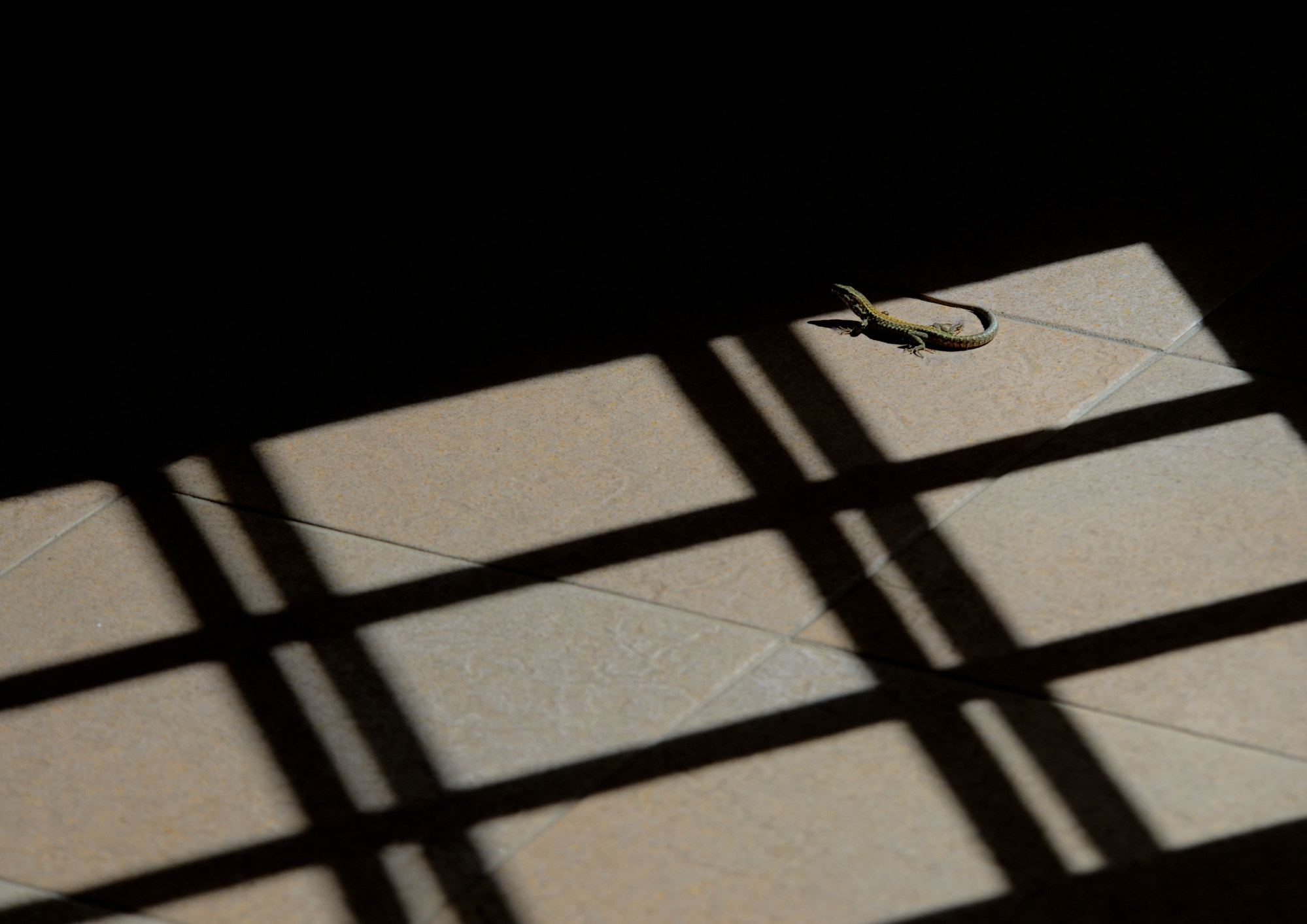 Nikon D600 sample photo. Lounge lizard photography