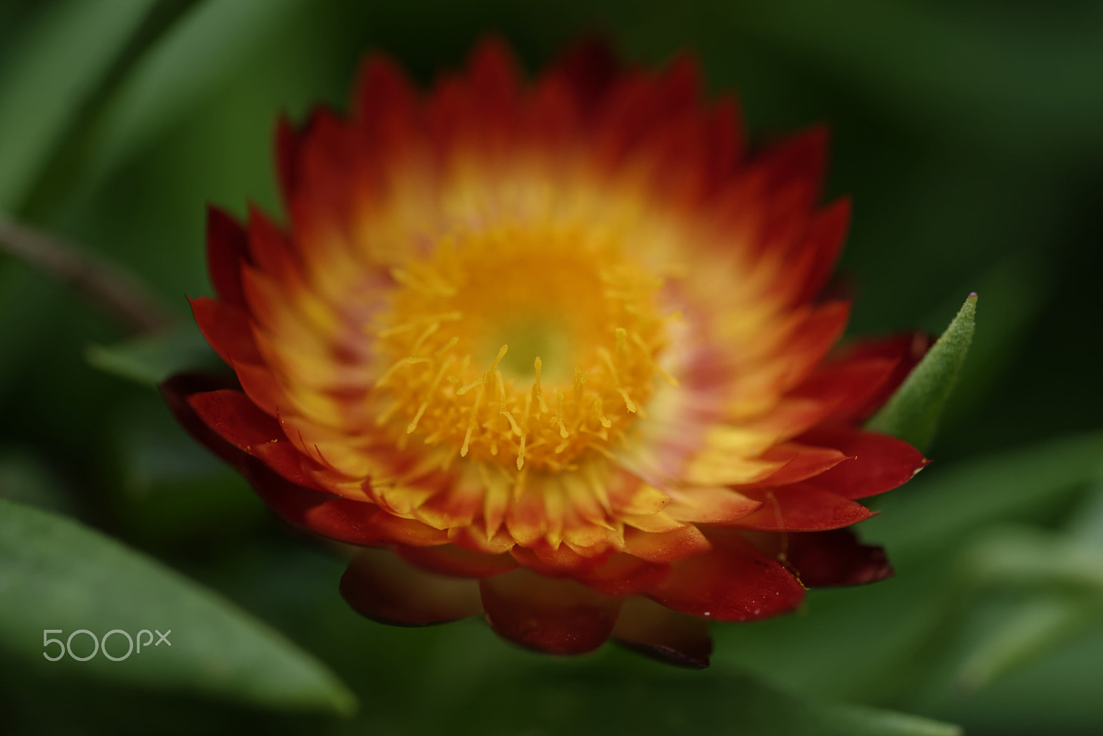 Nikon AF-S Micro-Nikkor 60mm F2.8G ED sample photo. Red flower photography