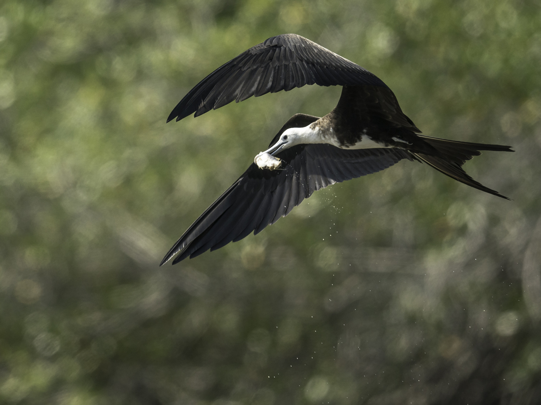 Nikon AF-S Nikkor 800mm F5.6E FL ED VR sample photo. A fast catch - fregata magnificens photography