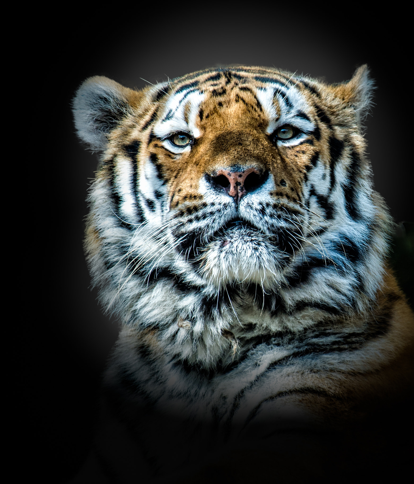 Nikon Df sample photo. Tigris photography