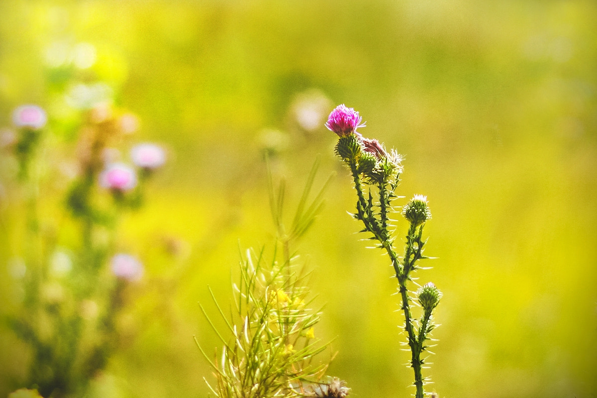 Canon EOS 7D + Canon EF 50mm F1.8 II sample photo. колючий photography