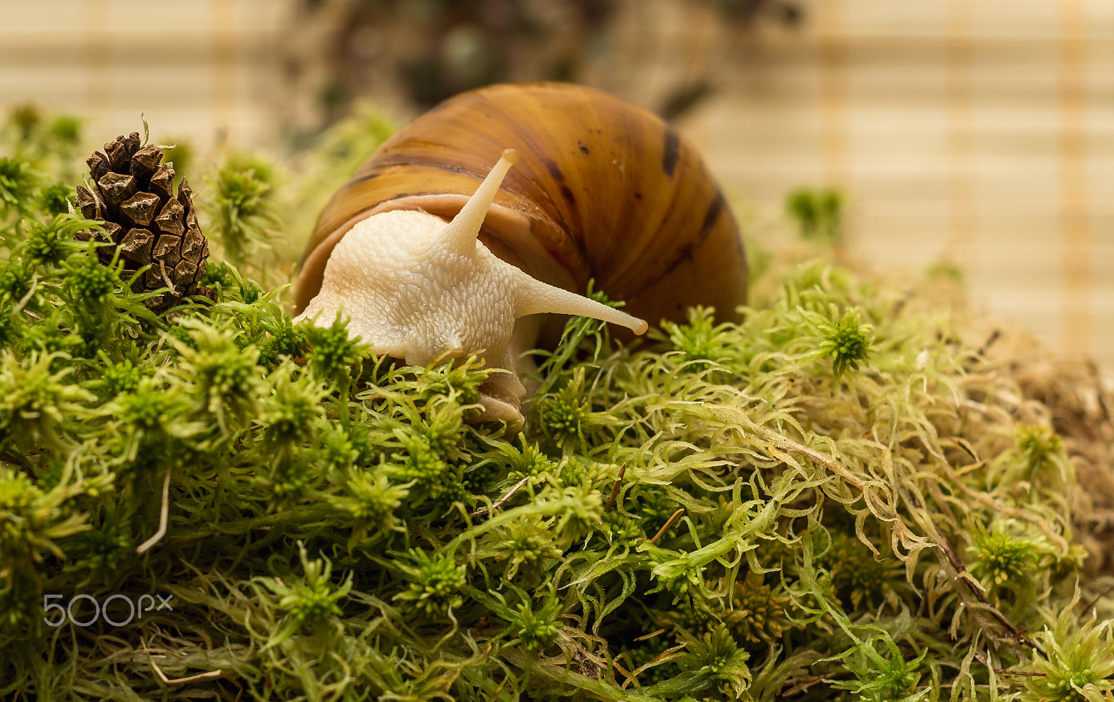 Canon EF 50mm F1.8 II sample photo. Albino snail photography