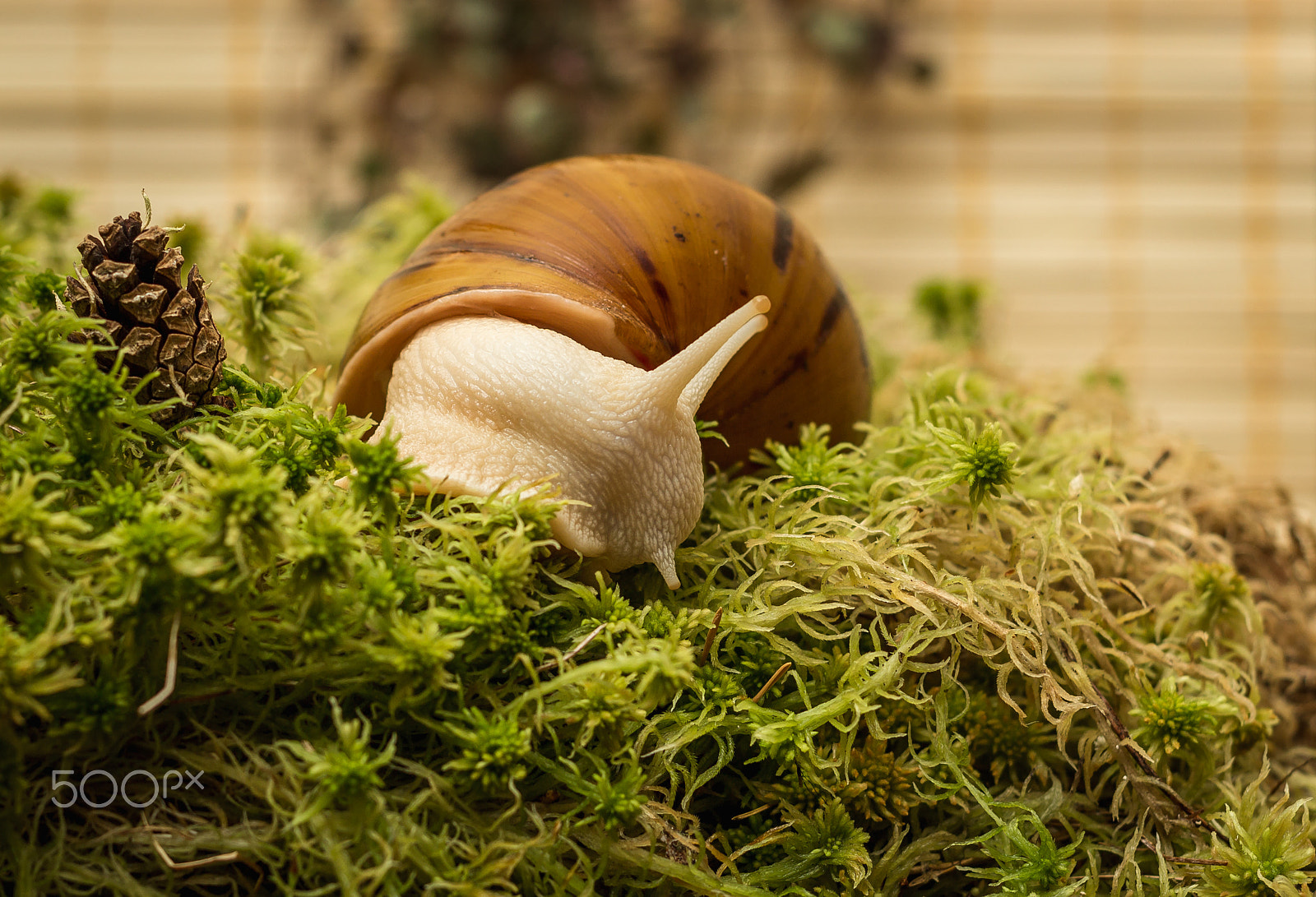 Canon EOS 600D (Rebel EOS T3i / EOS Kiss X5) + Canon EF 50mm F1.8 II sample photo. Albino snail photography