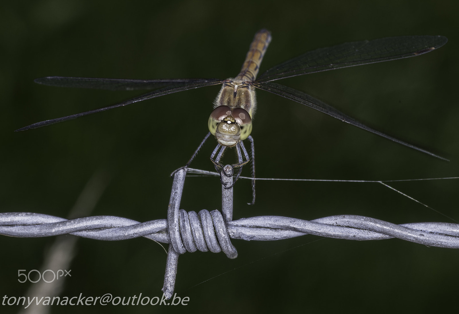 Tamron SP AF 90mm F2.8 Di Macro sample photo. Walk in a park in brugge photography