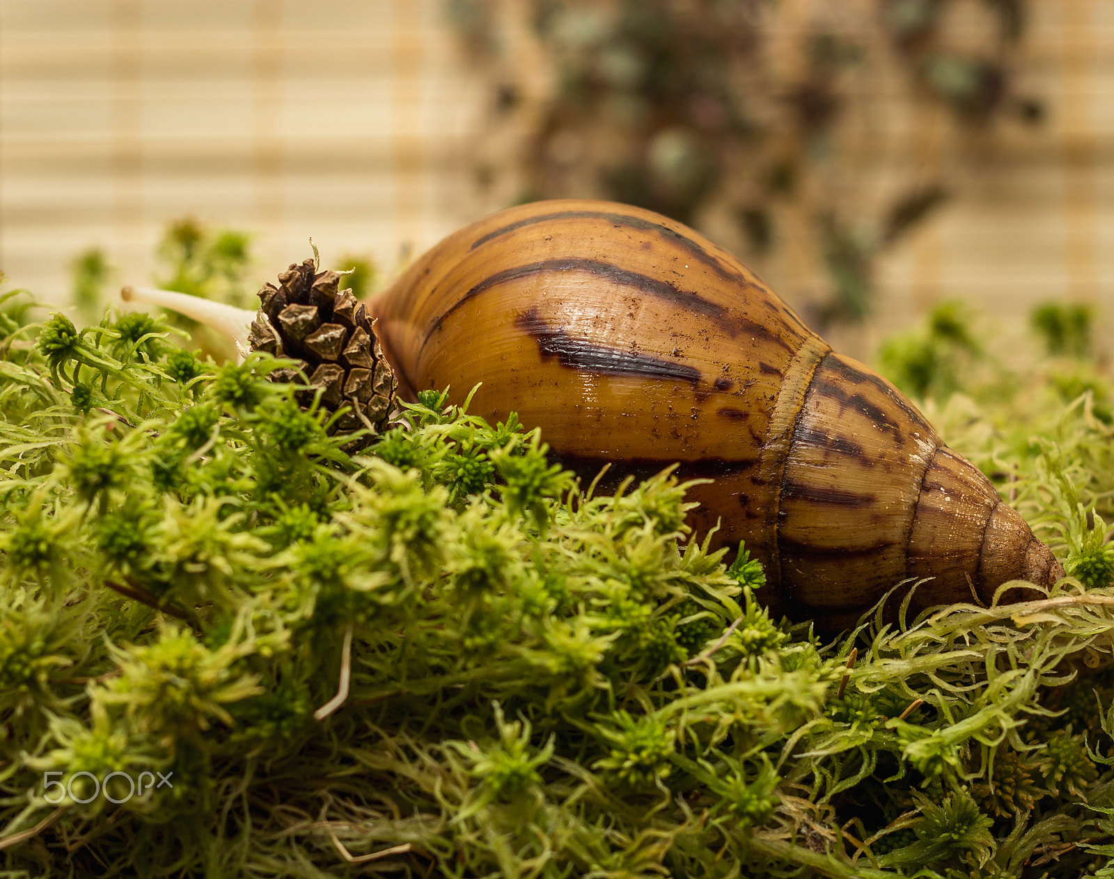 Canon EOS 600D (Rebel EOS T3i / EOS Kiss X5) + Canon EF 50mm F1.8 II sample photo. Albino snail photography
