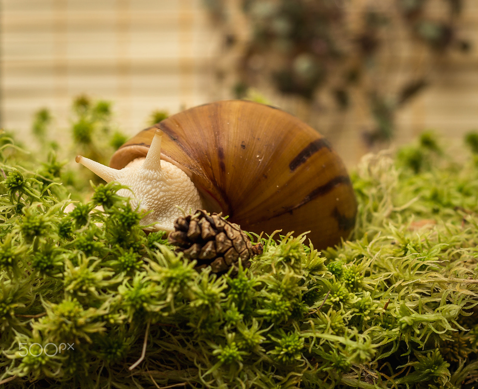 Canon EOS 600D (Rebel EOS T3i / EOS Kiss X5) + Canon EF 50mm F1.8 II sample photo. Albino snail photography