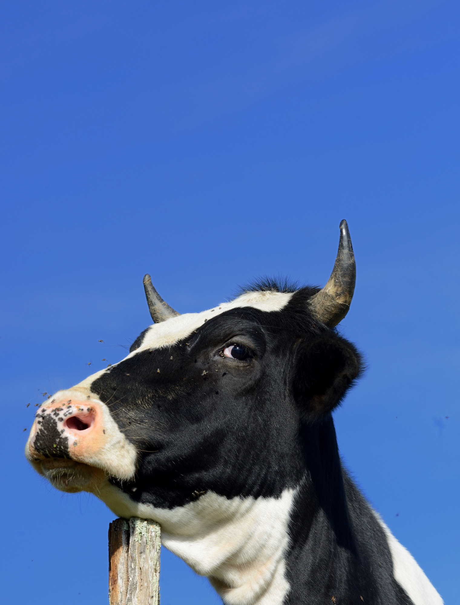 Nikon D600 sample photo. Silly cow photography