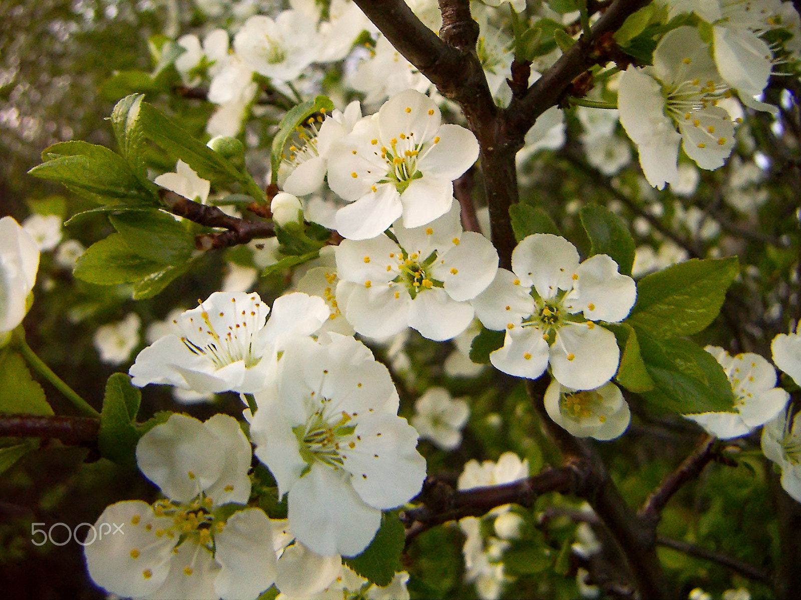 KONICA MINOLTA DiMAGE X31 sample photo. Apple blossoms photography