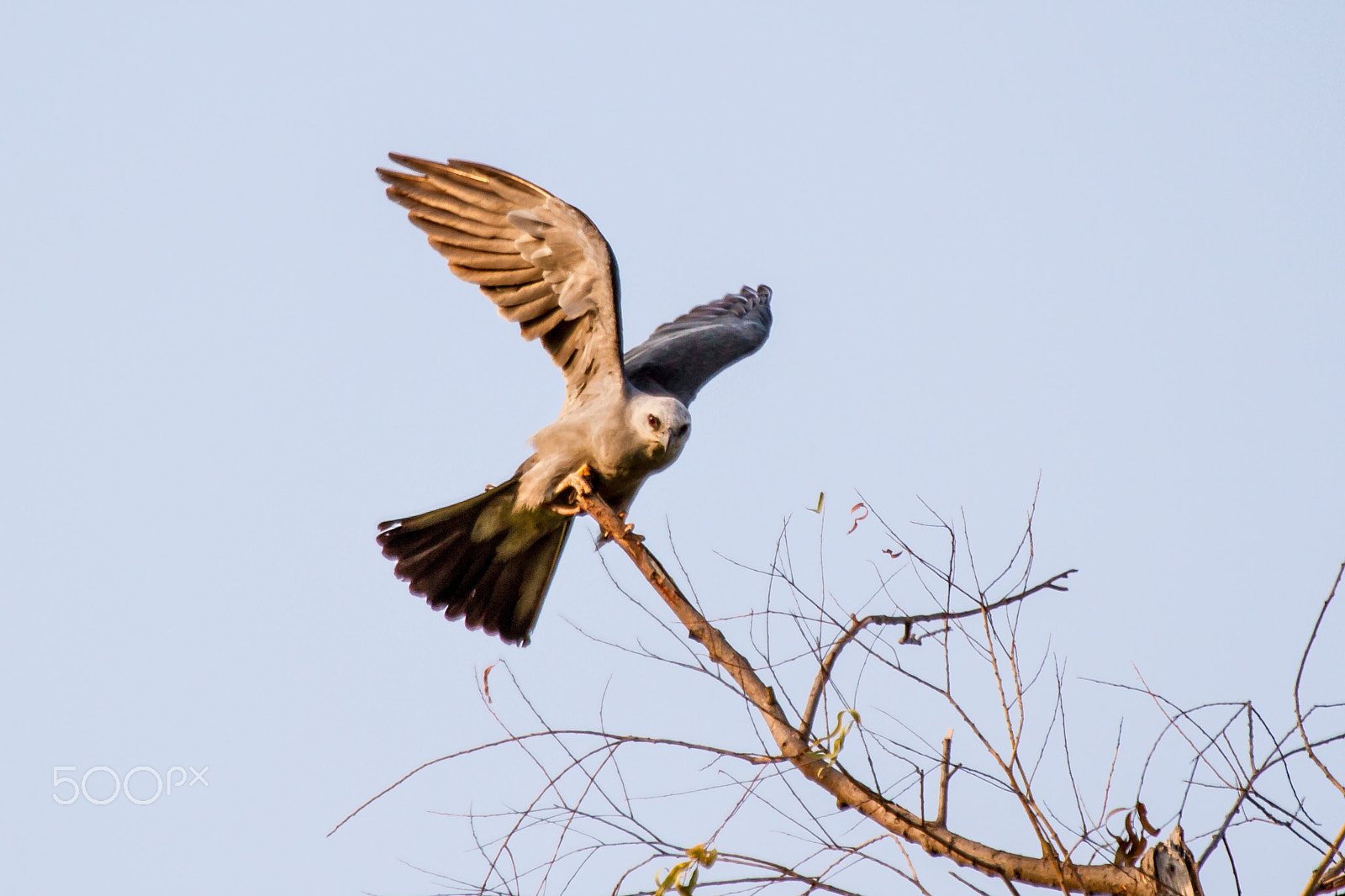 Canon EF 100-400mm F4.5-5.6L IS USM sample photo. Hit the landing photography